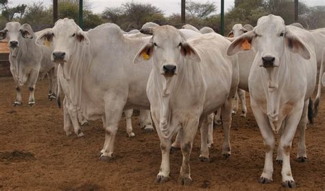 brahman cattle characteristics fs cattle breeds  farming simulator  mods