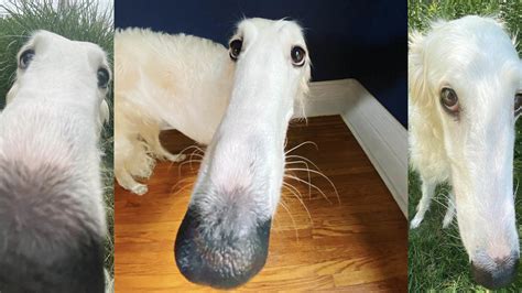 borzoi long nose dog   meme