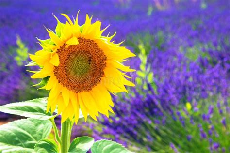 sunflower  lavender field stock image image  france meadow