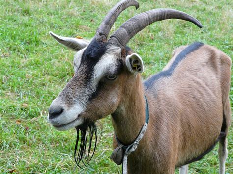 goat billy goatee  photo  pixabay