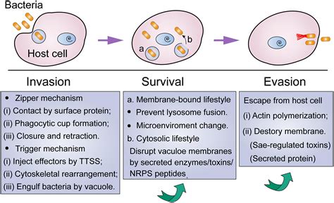 frontiers heterogeneous strategies  eliminate intracellular bacterial pathogens