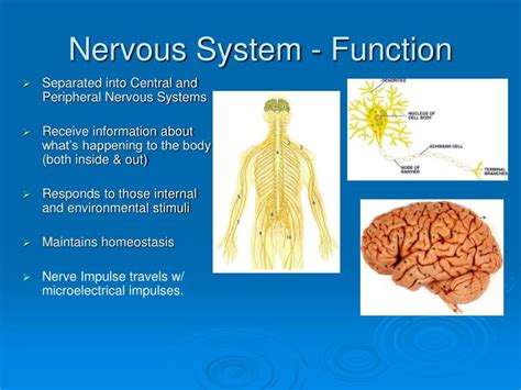 nervous system powerpoint  id