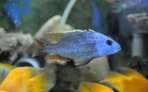 african cichlids care food fish tank types behavior  guide