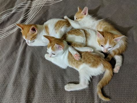 mum rescued  pregnant cat   streets    kittens