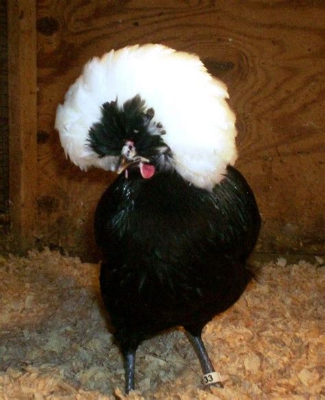White Crested Black Polish Polish Chicken Fancy