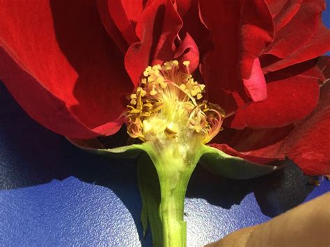 ten ways parts  rose plant  improve  busines vrogueco
