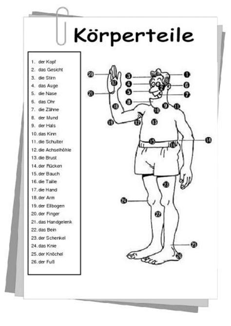 deutsch body parts   body  pinterest