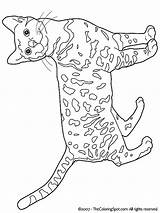 Katzen Bengal Kleurplaat Kleurplaten Poezen Katze Ausmalbilder Malvorlage Muster Gatto Katten Bengala Tiere Afdrukken Boek Amato Kleuren Bezoeken Kategorien sketch template