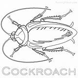 Cockroach sketch template