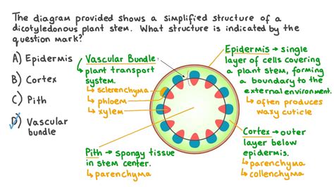 question video identifying  structures   plant stem nagwa