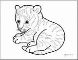 Tiger Coloring Baby Cub Pages Getdrawings sketch template