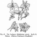 Larkspur Drawing Illustration Gutenberg Drawings Flower Delphinium Getdrawings Essentials Hill Flowers Visit Fig sketch template