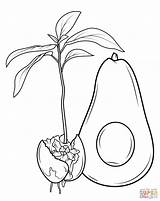 Avocado Coloring Pages Grows Fruit Drawing Ackee Colouring Jamaican Colorings Adult Kids sketch template