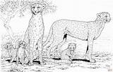Cheetah Gepard Ausmalbilder Kolorowanki Rodzina Supercoloring Ausmalbild Malvorlagen Animal Dibujo Guepardos Everfreecoloring Druku Ausdrucken Kolorowanka Rysunki Drukuj sketch template