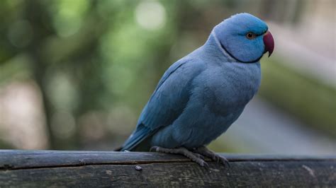suedafrika blauer papageienvogel foto bild world voegel beobachtung bilder auf fotocommunity