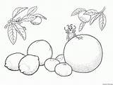 Frutas Citrino sketch template