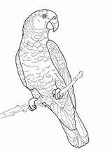 Ausmalbilder Papagei Papegaai Parrot Papageien Kleurplaten Papegaaien Rainforest Parrots Erwachsene Supercoloring sketch template