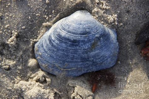 blue shell photograph  mike mooney fine art america