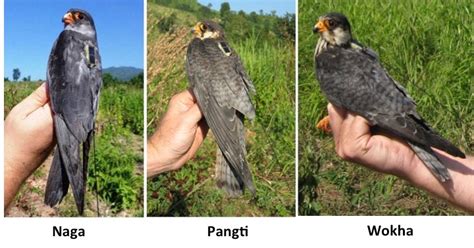 amur falcon  pangti story shows   nagaland village turned  hunting ground  safe haven