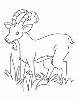 Grass Ibex Coloring Pages Goat Eating Clipart Eater Drawing Drawings Library Kids Popular 94kb 792px Coloringhome sketch template