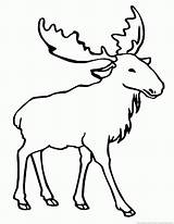 Moose Coloring Pages 123coloringpages Animal sketch template