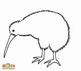 Kiwi Coloring Bird Pages Sketch Choose Board sketch template