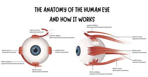 anatomy   human eye    works insights  explanation