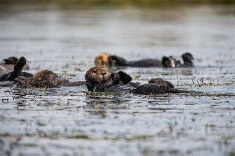 Sea Otters’ Perilous Path To Recovery Stories Monterey Bay Aquarium