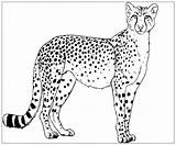 Ausmalbilder Gepard Cheetah Printable sketch template
