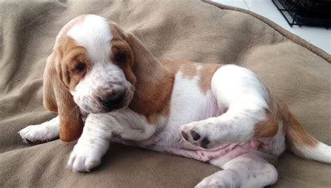 basset hound info temperament puppies pictures