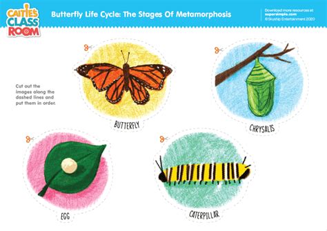 butterfly life cycle  stages  metamorphosis super simple