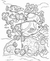 Poissons Corail Reef Exotiques Arrecifes Fische Arrecife Nageant Poisson Dover Colorier Erwachsene Corals Vorlagen Seidenmalerei Ausmalen Adulte Gratuits sketch template