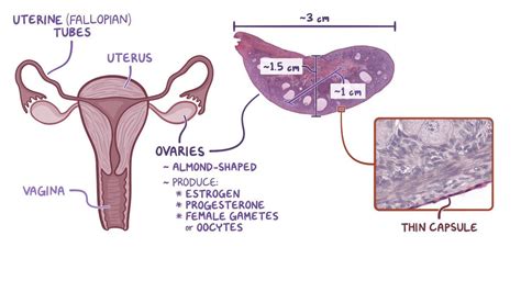 ovary histology video anatomy definition function osmosis