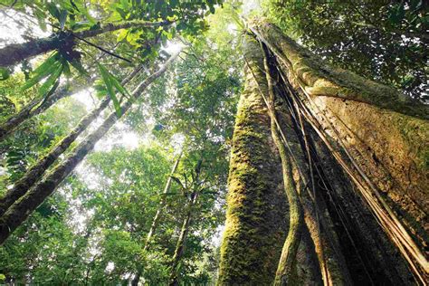 xecuador rainforest canopy tree jungle vinesjpgpagespeedicbdvoefyyss amazon travel tours