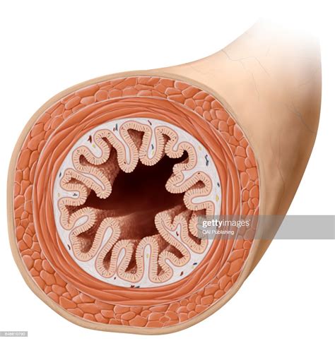 muscle layers  image shows  cross section   small news