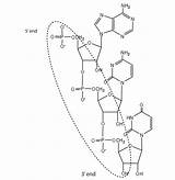 Nucleic Chemistry Acids Libretexts Biological Acu Chem sketch template