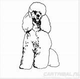 Poedel Sticker Cartribal Hond sketch template