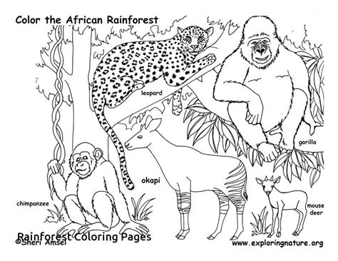 animals   rainforest coloring pages coloring walls