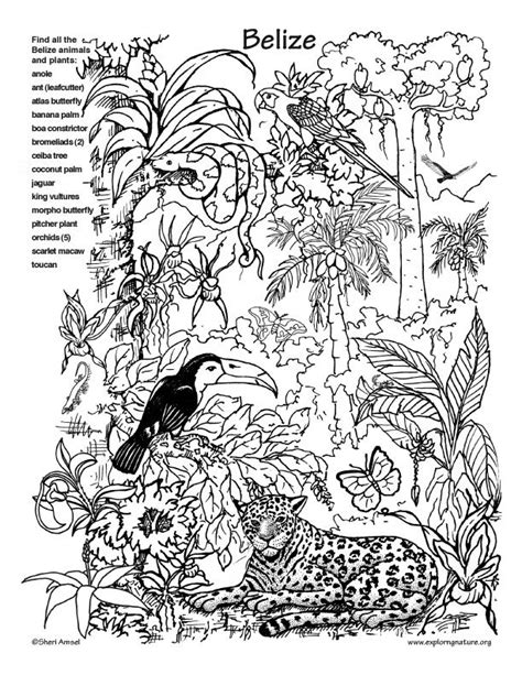 coloring pages rainforest animals franklin morrisons coloring pages