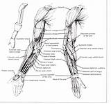 Arm Anatomy Muscles Muscle Human Diagram Reference Anterior Structure Coloring Arms Forearm Body References Drawing Triceps Courses Biceps Hand Skeleton sketch template