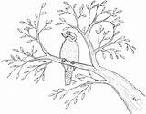 Kookaburra Gum sketch template