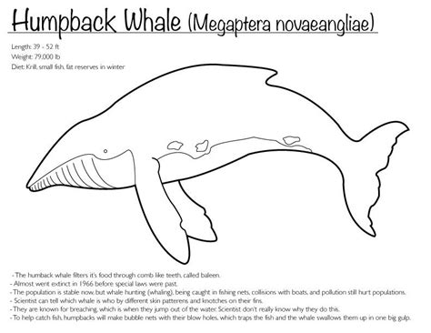 humpback whale coloring page humpback whale whale coloring pages