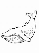 Wal Wale Ausmalen Ausmalbild Zum Pottwal Blauwal Schule Whales Whale sketch template
