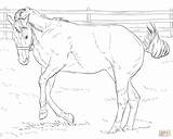 Coloring Pages Horse Printable Bucking Realistic Foal Friesian Appaloosa Mare Horses Drawing Getdrawings Getcolorings Color Print Girls Colorings sketch template
