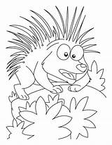 Porcupine Animal Attacking Porcupines Bestcoloringpagesforkids sketch template