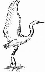 Swamp Birds Cranes Netart Landed Sandhill sketch template