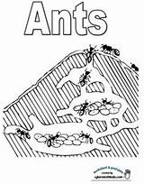 Ant Coloring Pages Hill Kids Preschool Activities Maze Template Ants Science Anthill Farm Kindergarten School Printable sketch template