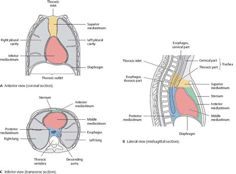 pleura transverse section  thorax inferior view diagram