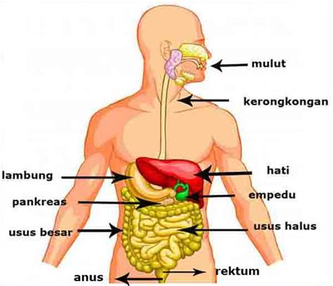 gambar pencernaan manusia fungsi organ tubuh manusia  hewan