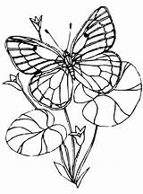Coloring Schmetterlinge Vlinders Kleurplaat Solitaire Malvorlage Stemmen Stimmen sketch template